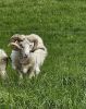 PICTURES/Heimaey Island Critters/t_20260604_142426.jpg